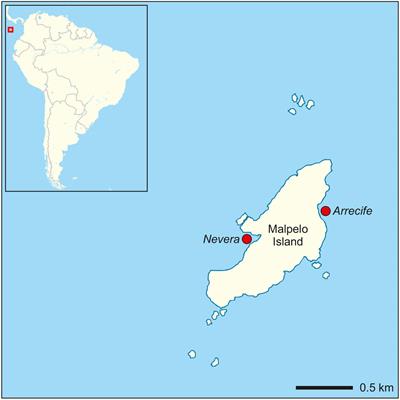 Dynamic Interplay of ENSO Events and Local Hydrodynamic Parameters Drives Demography and Health Status of Gorgonian Sea Fan Populations on a Remote Tropical Eastern Pacific Island